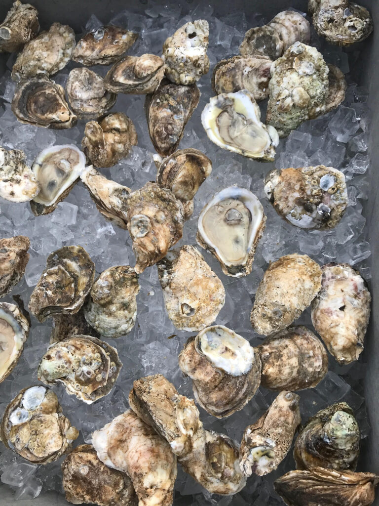Oyster Roast and Live Music with Virginia Ground
